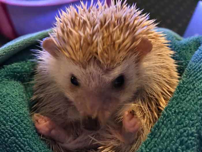 10 Exotic Pets That Are Legal in Arizona PetHelpful