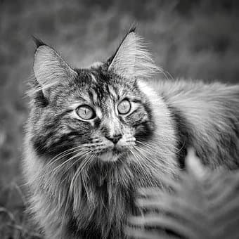 15 Astronomical Names for Maine Coon Cats (From Apollo to Vulcan ...
