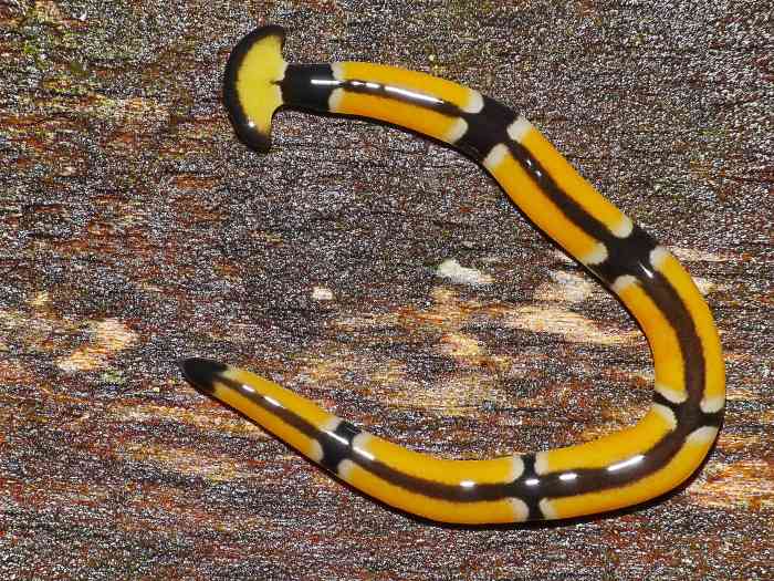 Hammerhead Flatworms Interesting and Unusual Planarians Owlcation
