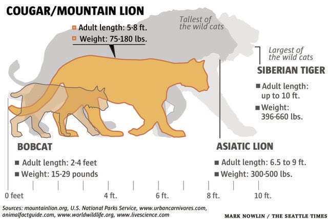 Mountain Lions And How To Avoid Their Rare Attacks On Humans Owlcation