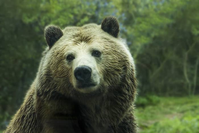 This grizzly may be beautiful, but he/she IS very Dangerous.