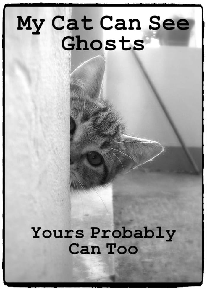 Can Dogs And Cats See Ghosts? - Exemplore