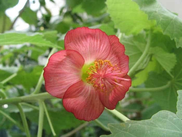 The beautiful Abutilon flower of the ko'oloa'ula shrub in Hawaii, endangered with declining numbers. Beautiful up close, the flowers can sometimes be hidden by the much larger leaves and not visible at a distance.