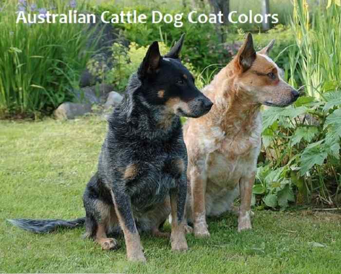 A Simple Guide to Australian Cattle Dog Coat Colors PetHelpful