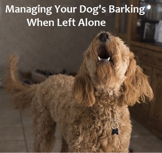 Dogs bark for various reasons, but one thing you want to avoid is leaving them to bark alone. The noise may cause a disturbance and result in a call to animal control.