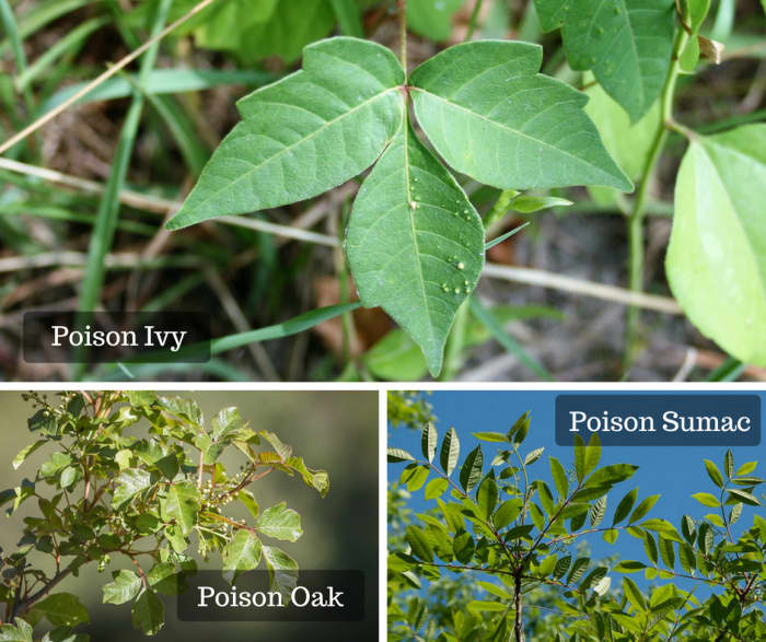This saying is a great way to remember what a poison ivy plant looks like: “Leaves of three, let it be; berries white, take flight."