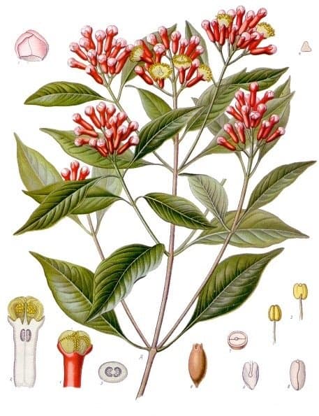 An illustration of the clove plant and its flowers