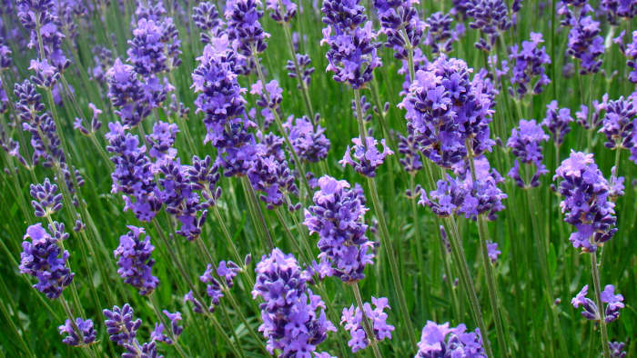 Lavender is a good scent for creating a peaceful, calm atmosphere in the bath.