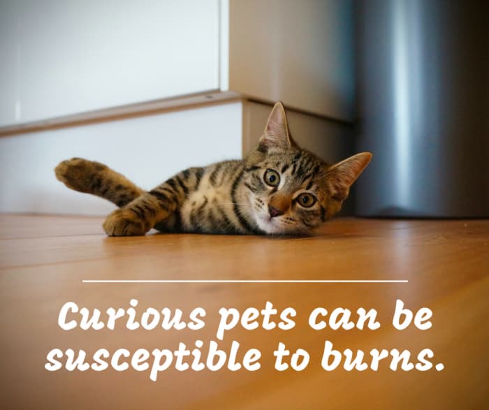 Curiosity killed the cat? Because of their agility and inquisitive nature, pets are more likely to injure themselves accidentally.