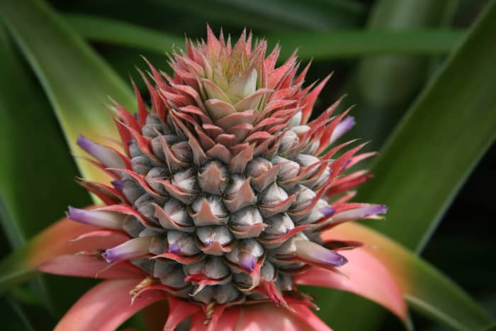 Immature pineapple has been used to cause intentional miscarriage in some countries: pineapple core has not been studied for its safety or efficacy in trying to conceive.