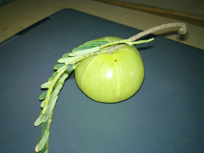 What Is Amla Health Benefits Uses For Hair And Skin And Ways To 1000ml-amla-juice-packaging-type-bottle-at-rs-90-bottle-in-jaipur