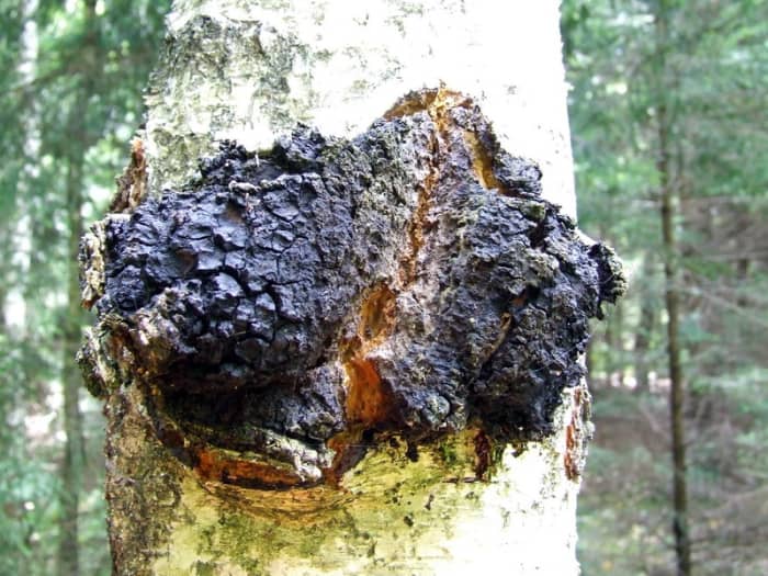 Chaga mushroom is found on birch trees in Canada, Asia, and parts of the northeastern U.S.