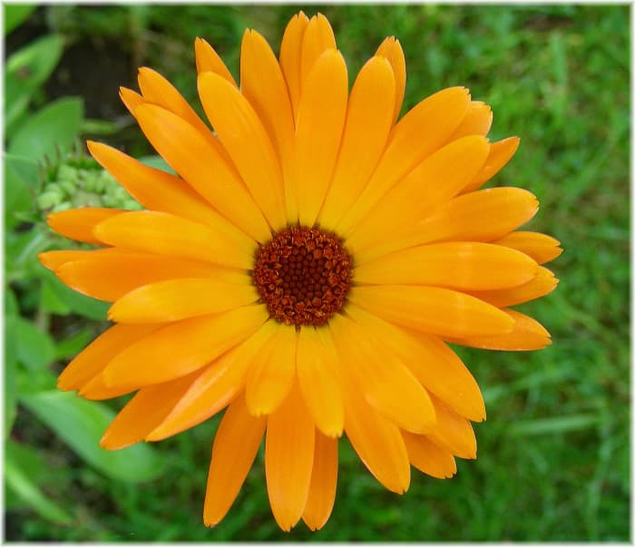 Lotions and creams that contain marigold are effective in treating psoriasis.
