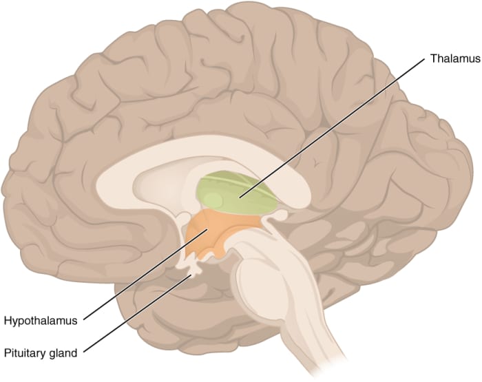 The menstrual cycle and hormone balance are largely regulated by the hypothalamus and pituitary gland.