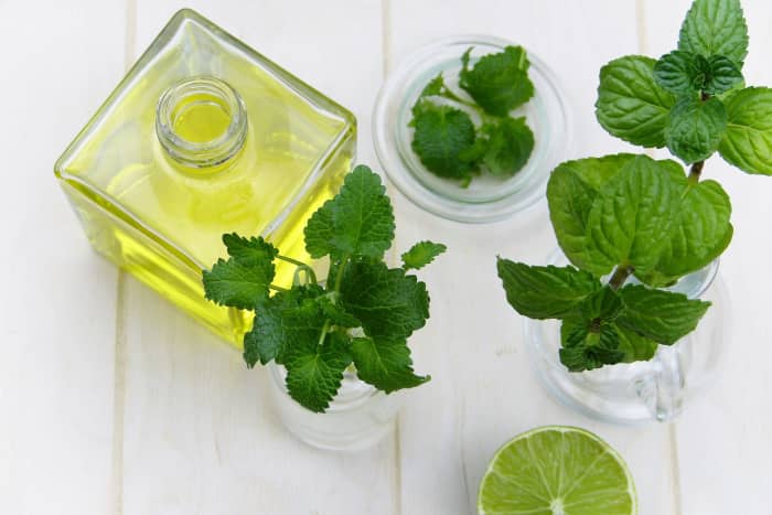Harvesting healthy, high-quality leaves is the most important aspect of making your own peppermint essential oil.