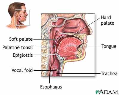 Anatomy of the throat