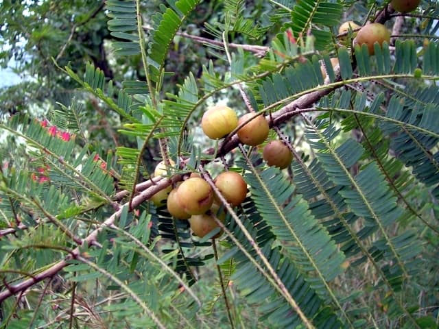 Amalaki, an edible fruit, is incorporated into triphala, an Ayurvedic remedy said to relieve constipation.