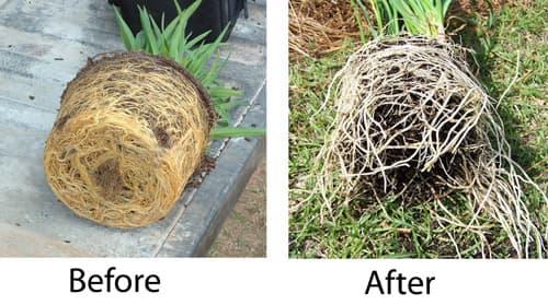In our lives we can become physically and psychologically "root-bound." We can resist changes, but won't flourish without them.