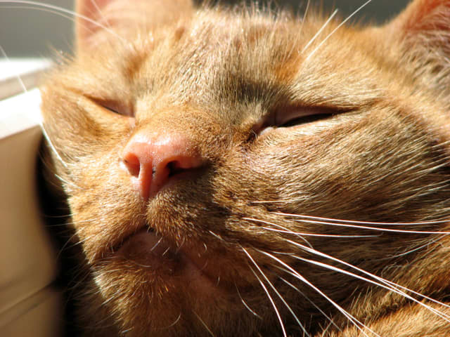 I'm not like a cat - I can't fall asleep every where or when it's light inside. (Gingy, falling asleep with his head on the windowsill)
