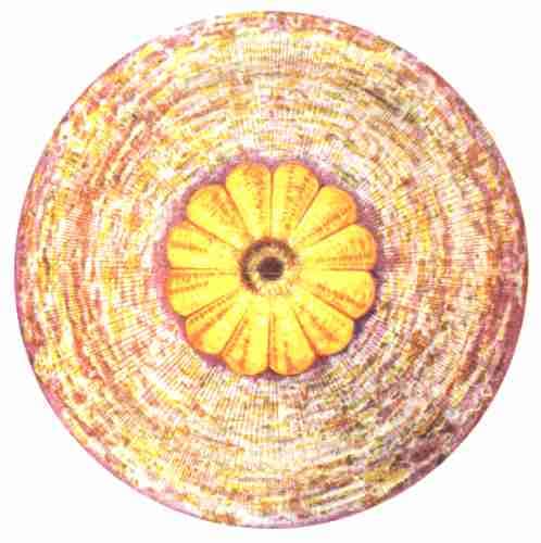 The Crown Chakra, or Sahasrara, is usually associated with the color violet, but sometimes it's seen as pure white or the full rainbow.