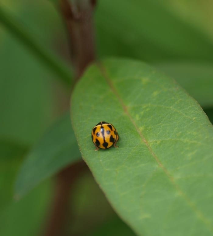 A tiny ladybug landing on you is considered a sign of good luck! Blessings do come in all shapes and sizes.