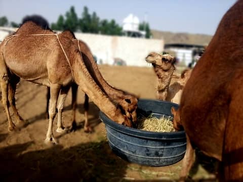 Camel milk taste will vary according to the diet and the amount of water the camel had drunk.