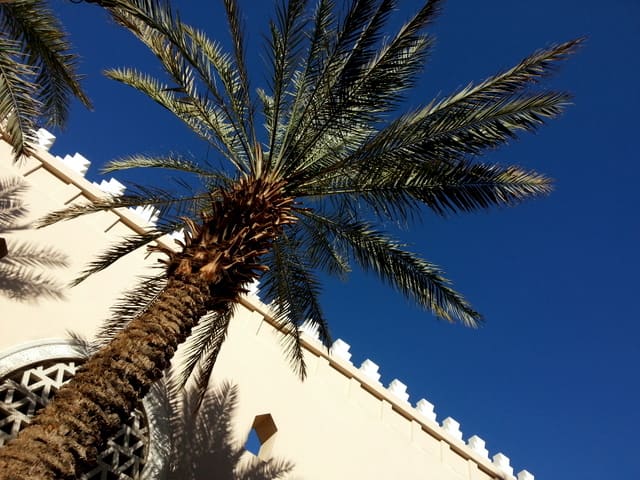 Date palm trees are great as ornamental plants and are used extensively in landscaping in the Middle Eastern countries