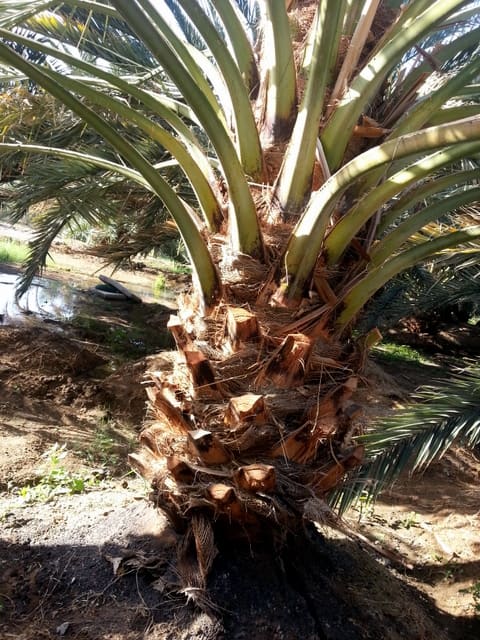 Date palm leave stalk or spine may look long and slender but is strong and has been used for construction in traditional houses