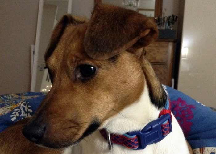 My top tip for car sick dogs is to apply Motion Eaze behind their ears too. You might be surprised to know that many vets recommend it and it really does work as my dog, Ellie has proved!