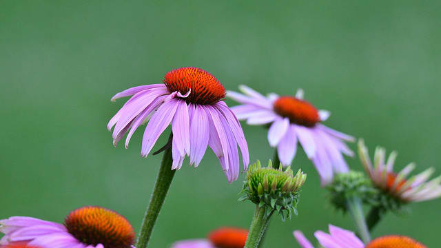 Echinacea blooms are quite beautiful, and they do wonders for resolving infections from toothaches.