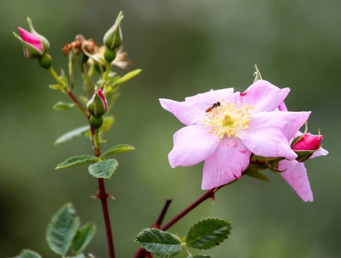 The California wild rose, or Rosa californica