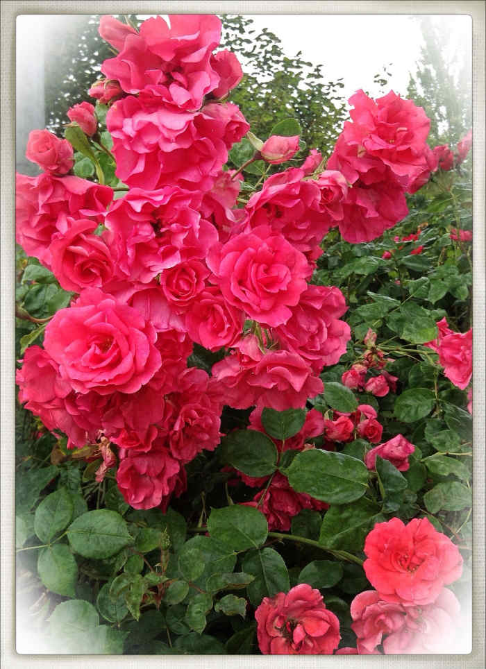 Roses Plant and Flower Facts, Photos, and Symbolic Meanings Owlcation