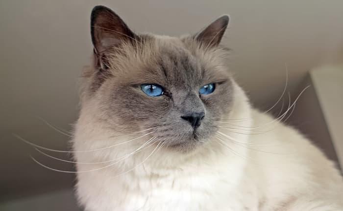 If you have a cat, make sure that the other pets in the house don't eat the cat's litter. Swallowed litter may absorb water, expand, and block the intestine.