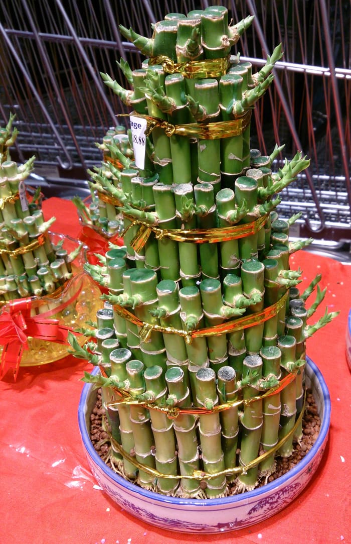 Often sold during Chinese New Year, table top bamboo is considered to bring good luck.