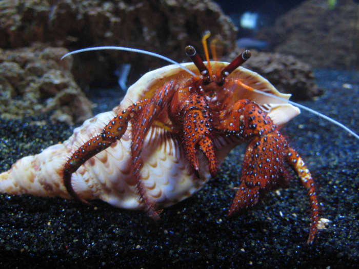 The fractiousness I was feeling when drawing the jagged feather led me to imagine biting, pinching hermit crabs.