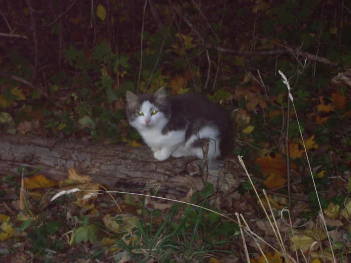 Feral cats already live on the streets and in the woods, making the book's plot attractive.