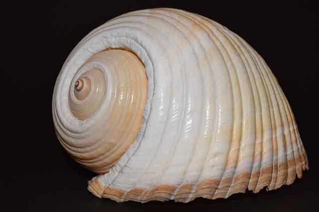 Clean your seashells and restore their original color or colors to capture their original beauty created by nature.