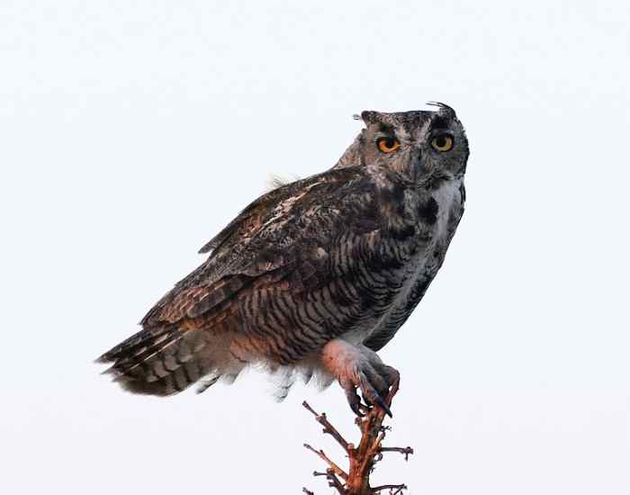 one-shot-dd-adventure-for-beginner-dms-and-players-the-zeppelin-effect