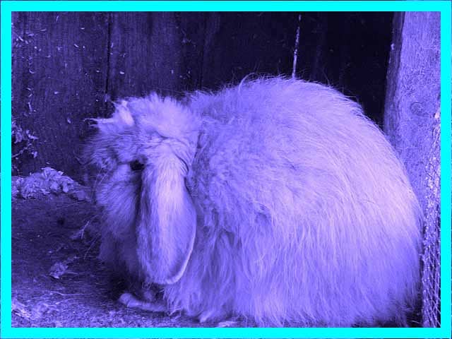 Imagine seeing a giant version of this fluffy purple monster in the middle of the street... prime story material!