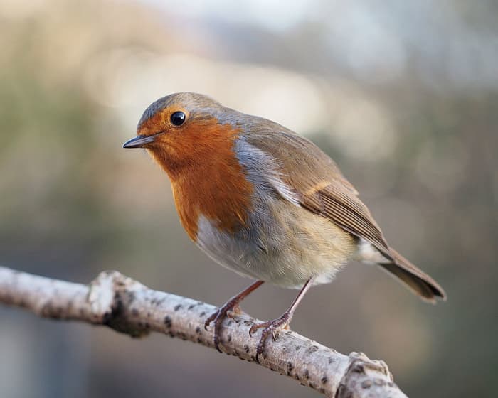 European Robins are among the commonest of all British birds, so by getting to know them, there's less chance of mistaking it for something like a Red-breasted Flycatcher.
