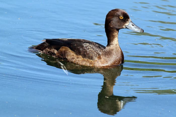 Some female Tufted Ducks possess a white facial 'blaze' which can lead to misidentification as a female Greater Scaup.