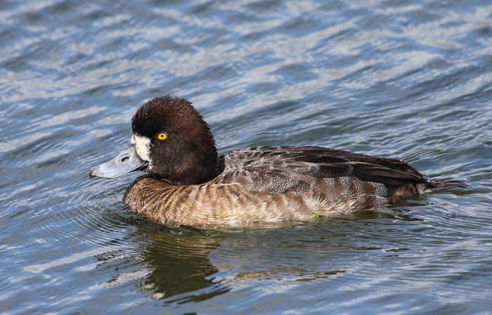 When separating Greater Scaup and Tufted Ducks- shape and structure are the most important things to look for. Scaup are noticeably larger, broader and lack the distinctive tuft.
