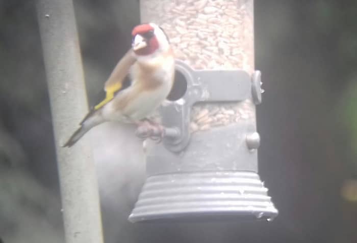 One last photo to finish things off- this is a Goldfinch from my garden. They have long, sharp bills that are ideal for feeding on thistles, teasels and sunflower seeds.