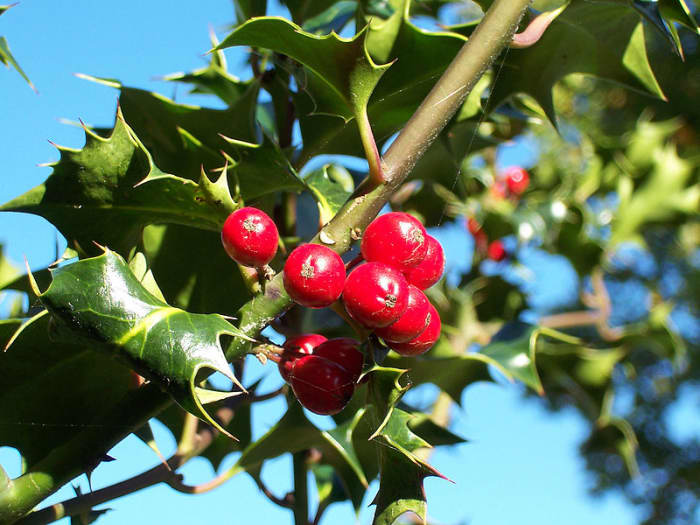 Planting berry producing trees such as Holly is an ideal natural way of attracting birds into your garden.