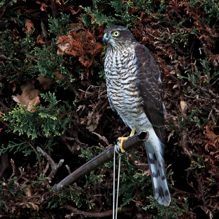 Sparrowhawks are a hazard but are also the sign of a healthy garden ecosystem as their presence signifies a good number of available prey.