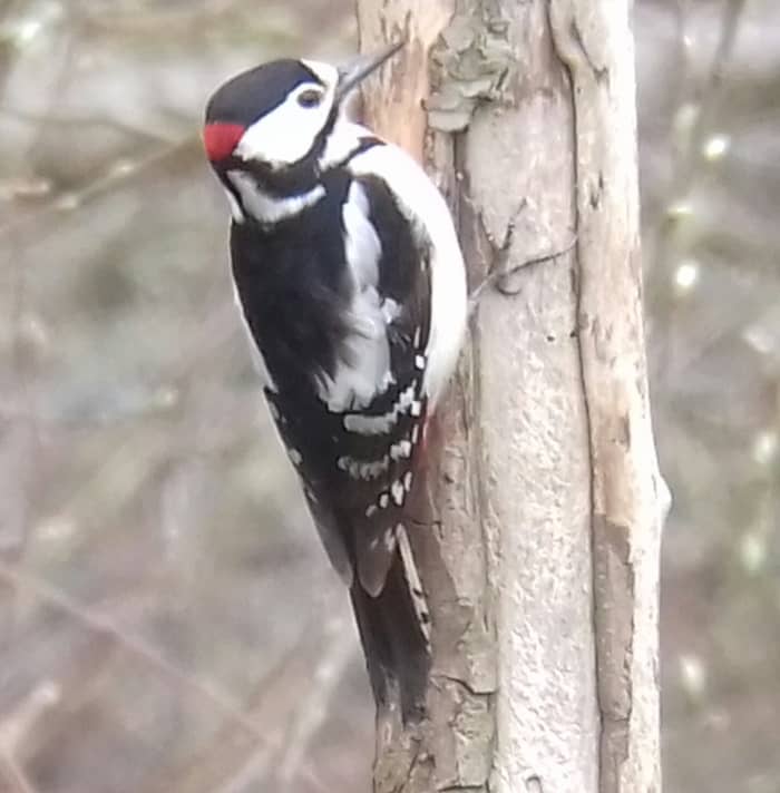 A garden with large mature trees will be sure to attract birds such as Nuthatches and Woodpeckers, normally in the form of Great Spotted Woodpeckers like this one.