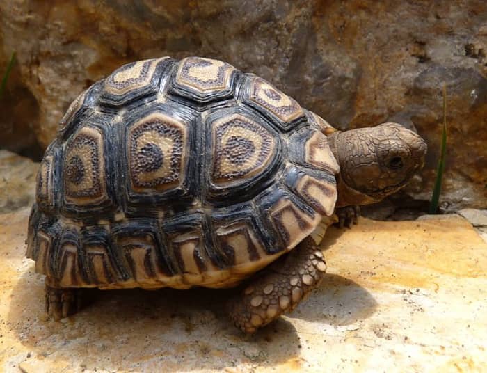 Leopard tortoises don't ask for a lot; just a stress-free environment, correct temperature, hydration and proper feeding.