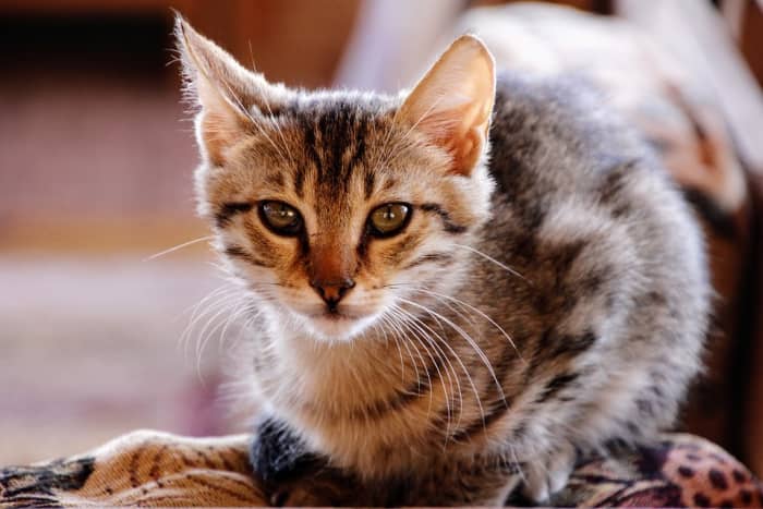 Awww, cute kitten alert! Keep reading for information on how to decode your fur baby's body language.