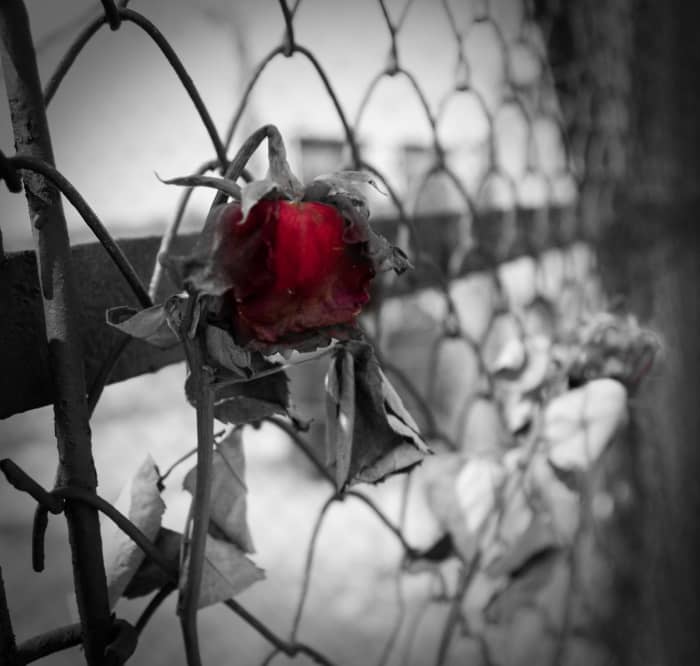 This article examines the novel "Sophie's Choice" by William Styron.