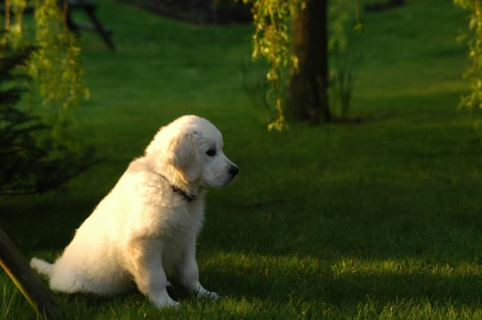 A little quality time can go a long way for your dog's emotional well-being.